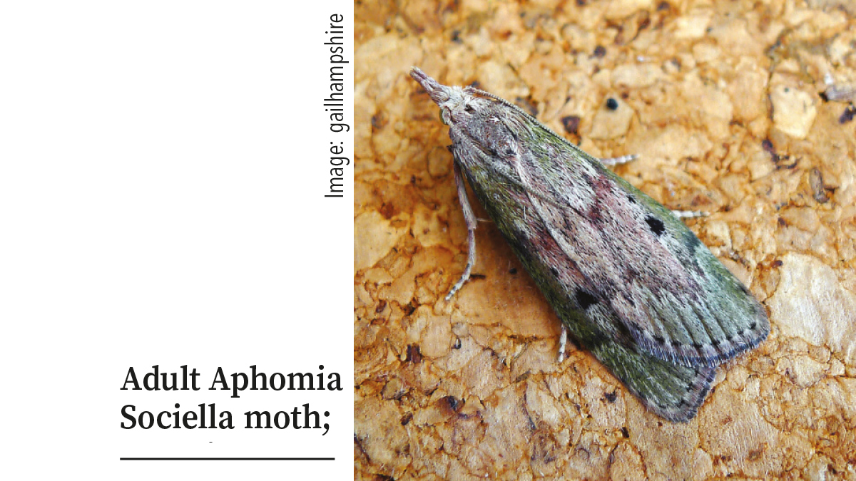 Adult Aphomia Sociella moth pupation galleries Adult Aphomia Sociella moth pupation galleries